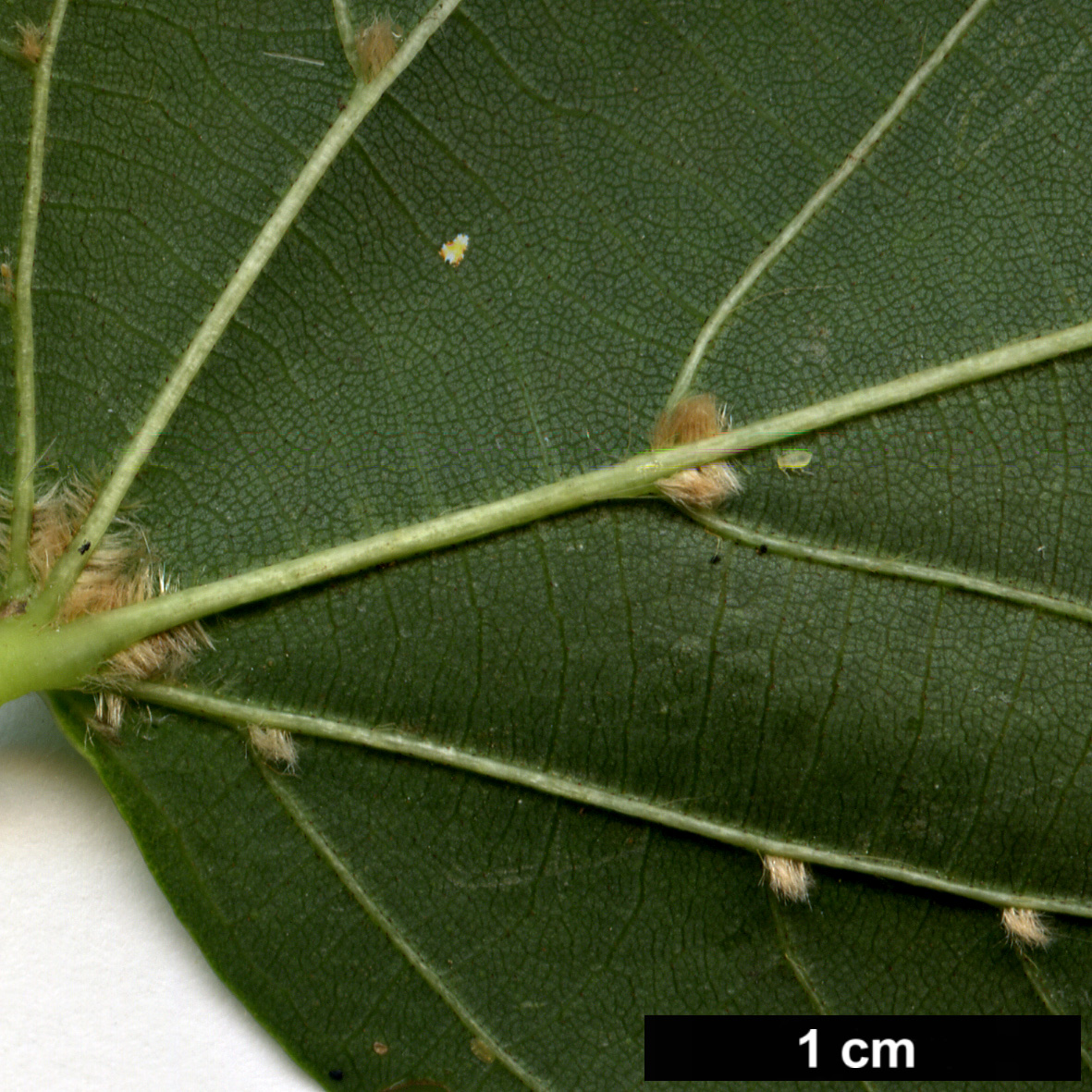 High resolution image: Family: Malvaceae - Genus: Tilia - Taxon: ×euchlora (T.cordata × T.dasystyla subsp. caucasica)